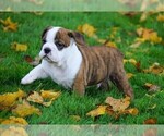 Small Photo #3 Beabull Puppy For Sale in FREDERICKSBG, OH, USA