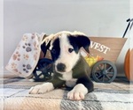 Cider - Male Border Collie Puppy for Sale - Photo #2