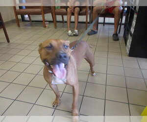 American Pit Bull Terrier Dogs for adoption in Ocala, FL, USA