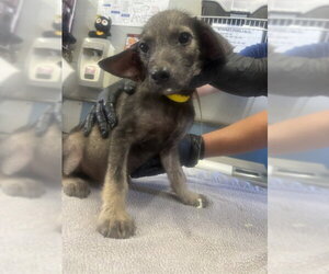 Cairn Terrier-Unknown Mix Dogs for adoption in Camarillo, CA, USA