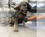 Small Cairn Terrier Mix