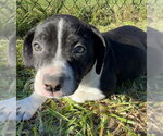 Small Photo #5 Bulldog-Unknown Mix Puppy For Sale in Tarrytown, GA, USA