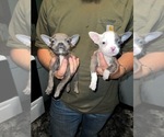 Small Photo #1 American Bully-French Bulldog Mix Puppy For Sale in KENNETT, MO, USA