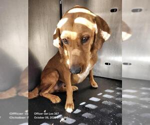 Labrador Retriever-Unknown Mix Dogs for adoption in San Antonio, TX, USA