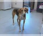 Small Treeing Walker Coonhound