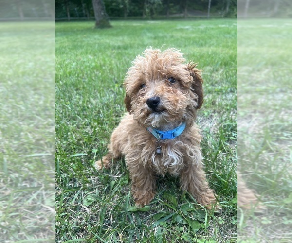 Medium Photo #15 Poodle (Miniature) Puppy For Sale in DURHAM, CT, USA