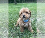 Small Photo #15 Poodle (Miniature) Puppy For Sale in DURHAM, CT, USA