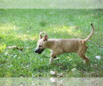 Small #14 Labrador Retriever Mix