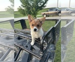Small #5 Pembroke Welsh Corgi