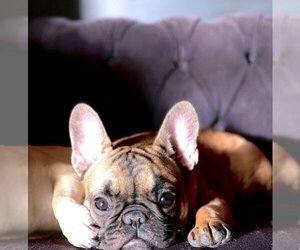 French Bulldog Puppy for sale in BURBANK, CA, USA
