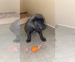 Small Photo #5 Bullmastiff-Cane Corso Mix Puppy For Sale in SACRAMENTO, CA, USA