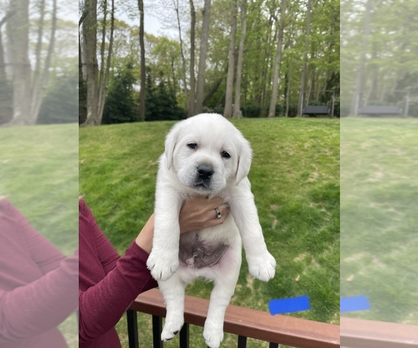 Medium Photo #24 Labrador Retriever Puppy For Sale in DIX HILLS, NY, USA