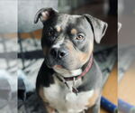 Small #11 American Staffordshire Terrier Mix