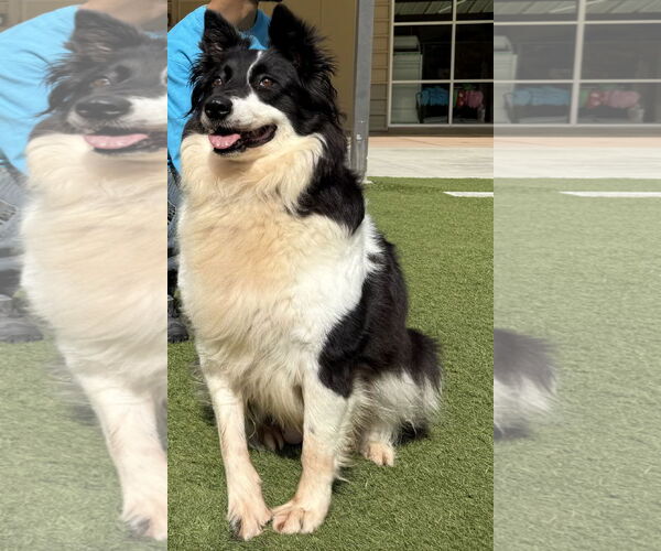 Medium Photo #3 Border Collie Puppy For Sale in Salinas, CA, USA
