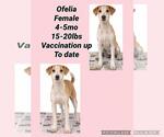 Ofelia - Female Pointer-Unknown Mix Dog for Adoption - Small photo