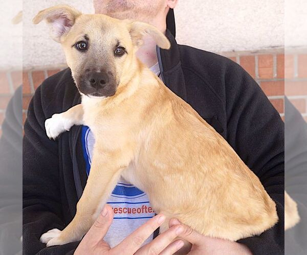 Medium Photo #3 Siberian Husky-Unknown Mix Puppy For Sale in Carrollton, TX, USA