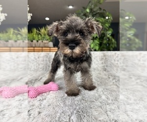 Schnauzer (Miniature) Puppy for sale in GREENFIELD, IN, USA