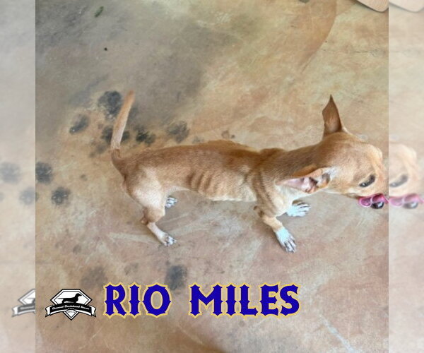 Medium Photo #22 Dachshund-Unknown Mix Puppy For Sale in San Antonio, TX, USA