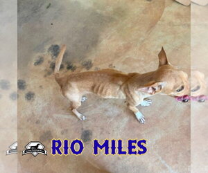 Rio Miles - Male Dachshund-Unknown Mix Dog for Adoption - Photo #22