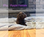 Small #48 Labrador Retriever