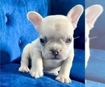 Small Photo #14 French Bulldog Puppy For Sale in EAGLE RIVER, AK, USA