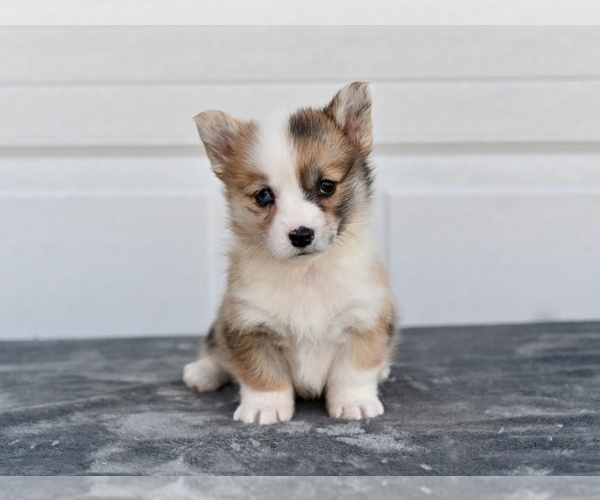 Medium Photo #2 Pembroke Welsh Corgi Puppy For Sale in HOLMESVILLE, OH, USA