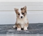 Small #1 Pembroke Welsh Corgi