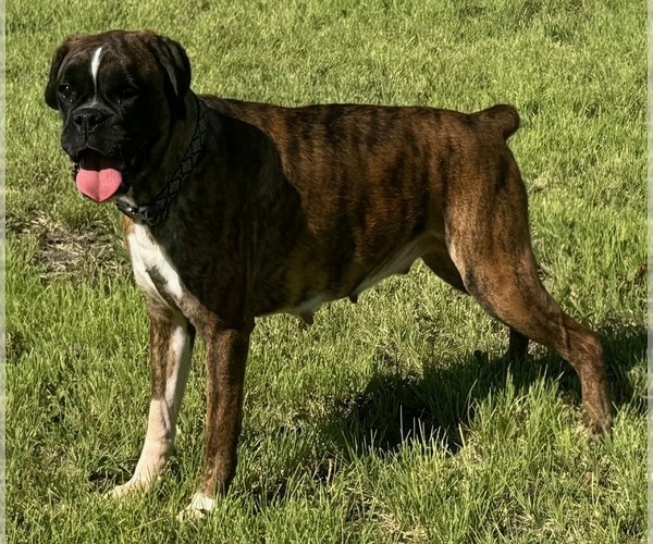 Medium Photo #1 Boxer Puppy For Sale in PAWNEE CITY, NE, USA