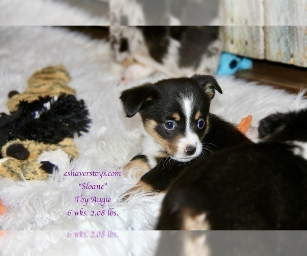 Medium Photo #2 Aussie-Corgi-Miniature Australian Shepherd Mix Puppy For Sale in LIND, WA, USA