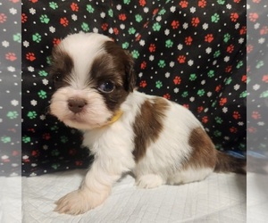 Zuchon Puppy for sale in RICHMOND, MO, USA