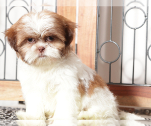 Shih Tzu Puppy for sale in NAPLES, FL, USA