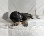 Puppy 7 Collie-German Shepherd Dog Mix