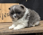 Small Photo #25 Pomeranian Puppy For Sale in GOSHEN, IN, USA