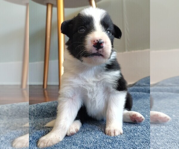 Medium Photo #1 Border Collie Puppy For Sale in NORBORNE, MO, USA
