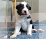 Puppy Meg Border Collie