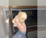 Small Photo #7 Goldendoodle Puppy For Sale in PLAINFIELD, IL, USA