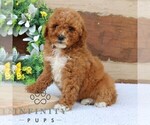 Small Goldendoodle (Miniature)