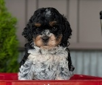 Small Photo #39 Cockapoo (Miniature) Puppy For Sale in GOSHEN, IN, USA