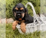 Small Cocker Spaniel