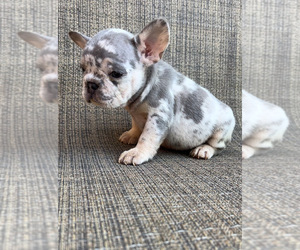 French Bulldog Dog for Adoption in HOUSTON, Texas USA