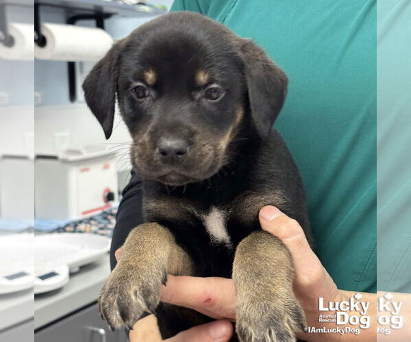 Medium Photo #2 Labrador Retriever-Unknown Mix Puppy For Sale in Washington, DC, USA