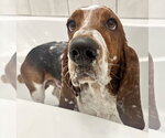 Small #2 Basset Hound