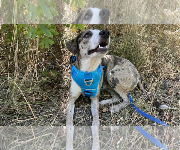 Medium Photo #6 Catahoula Leopard Dog-Unknown Mix Puppy For Sale in Sandy, UT, USA