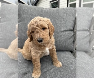 Goldendoodle Puppy for sale in OAKLAND, CA, USA