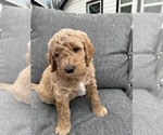 Small Goldendoodle