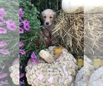 Small Photo #12 Golden Retriever Puppy For Sale in LODI, NY, USA