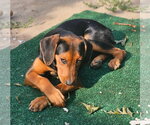 Small Rottweiler Mix