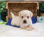 Small #10 Labrador Retriever