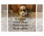 Small Photo #8 Pembroke Welsh Corgi Puppy For Sale in DERIDDER, LA, USA