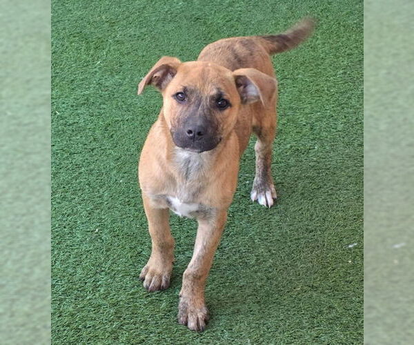 Medium Photo #7 American Staffordshire Terrier-Unknown Mix Puppy For Sale in Chino Hills, CA, USA